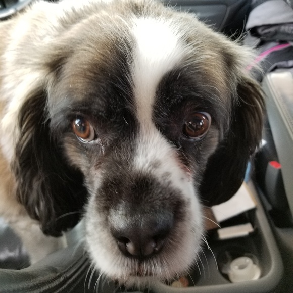 Meet your Posher, Abigail - Picture 2 of 3